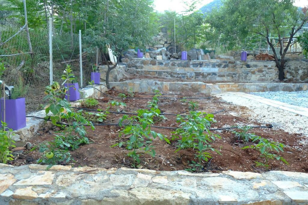 Natural House With Sea View & Garden Hébergement de vacances